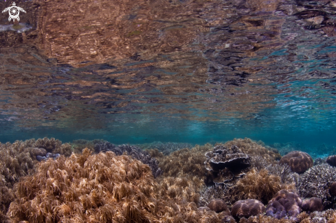 A underwater creature