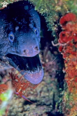 A moray