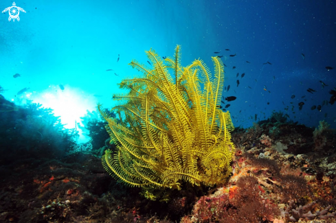 A feather star