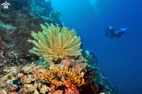 A feather star