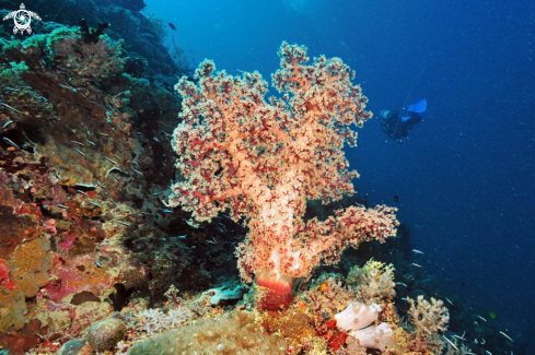 A feather star