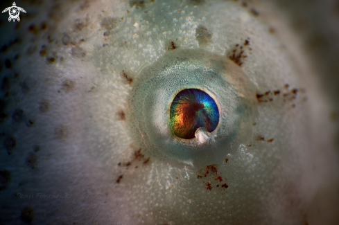 A FROGFISH