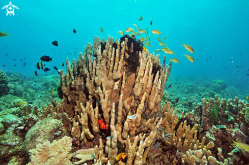 A stony coral