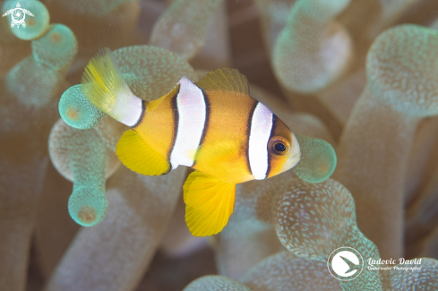 A Yellowtail Clownfish