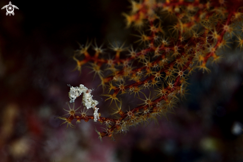 A Satomi Pygmy Sea Horse