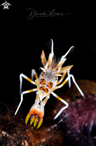 A Phyllognathia ceratophthalma | Tiger Shrimp