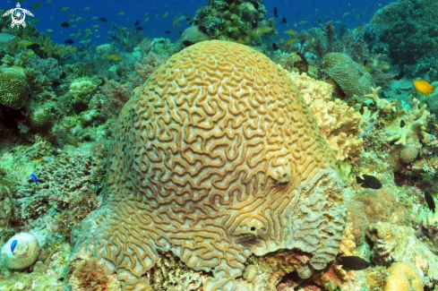 A stony coral