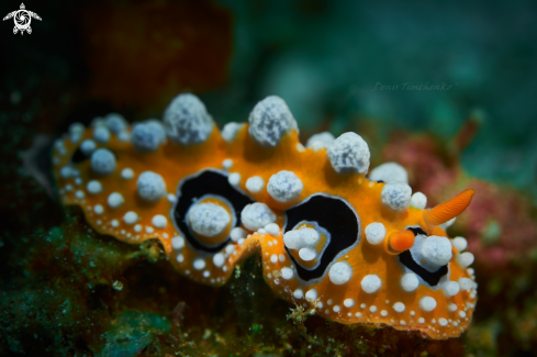 A Phyllidia ocellata. | NUDIBRANCH