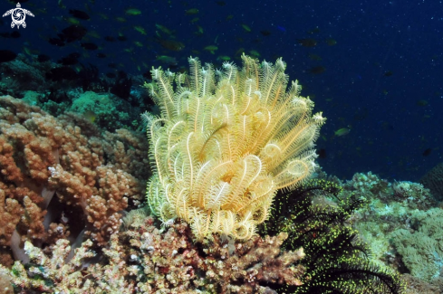 A feather star