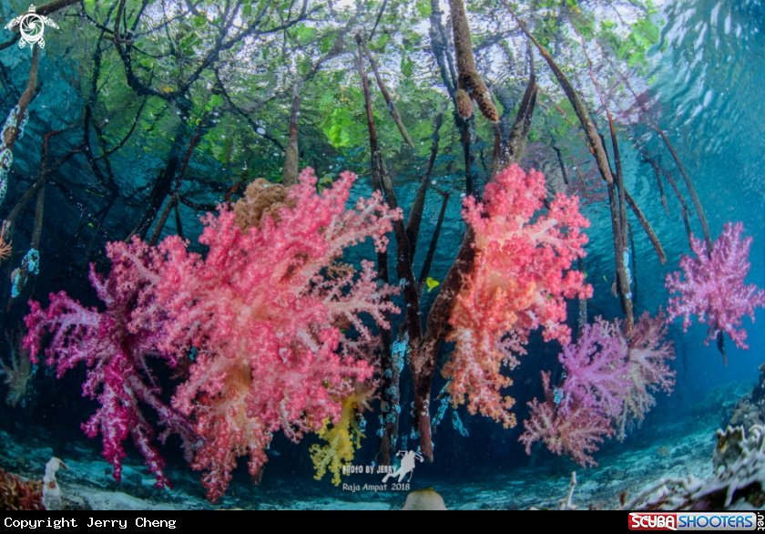A Soft coral in Mangrove