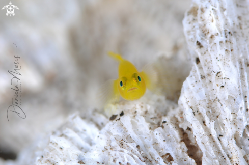 A Yellow Pygmy-Goby