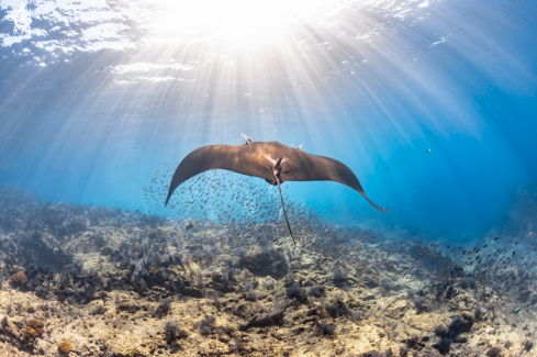 A Giant Pacific Manta Ray