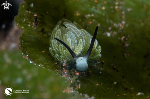 A Costasiella usagi | Rabbit Sapsucking Slug