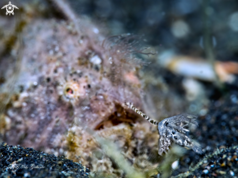 A The Striated Frogfish or Hairy Frogfish 