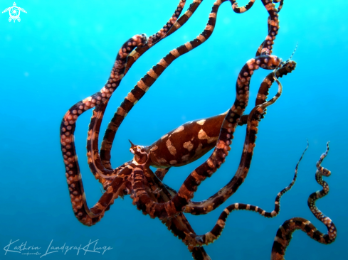 A Wunderpus photogenicus | Wonderpus octopus