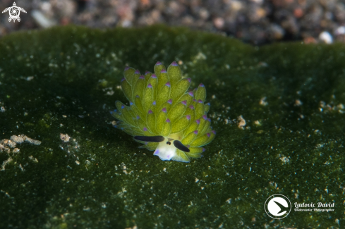 A Costasiella sp | Sapsucking Slug