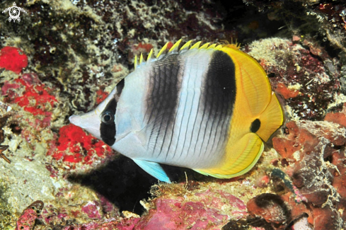 A reef fish