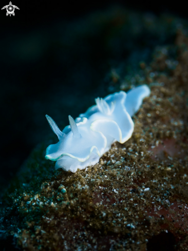 A Nudibranch