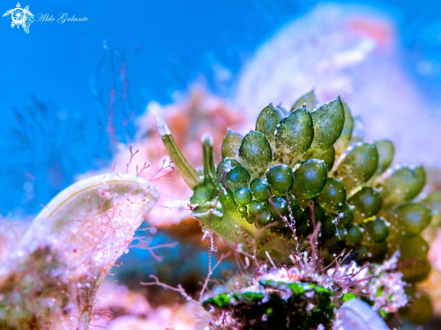 A Sacoproteus smaragdinus - Stiliger smaragdinus (Baba, 1949)  | Grapeweed Sea slug - Nudibranch