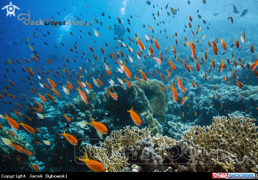 A Red Sea 03