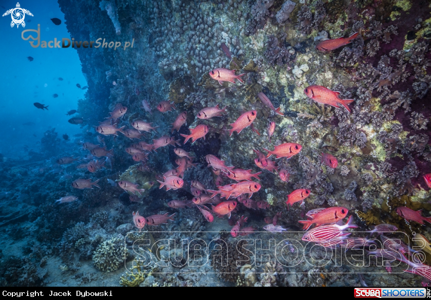 A Red Sea 09