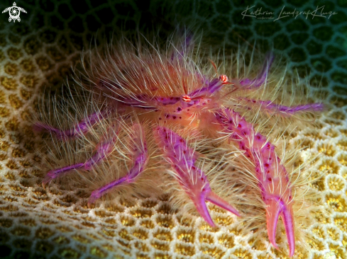 A Lauriea siagiani | Hairy Squat Lobster