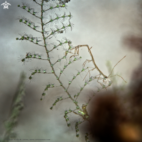 A Caprilidia sp. | Skeleton shrimp