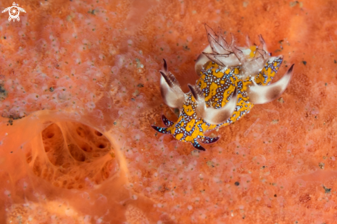 A Mosaic Trapania Nudibranch