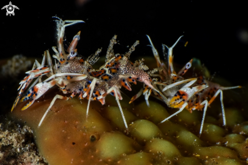 A Tiger shrimp