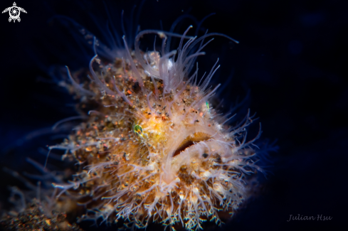 A Hairy frogfish