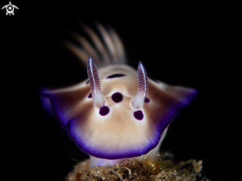 A Hypselodoris tryoni  | Nudibranch