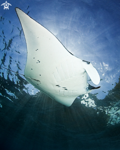 A Manta birostris | Manta ray