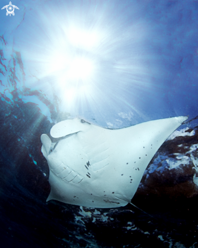 A Manta ray