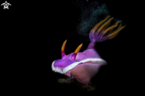 A hypselodoris bullockii | hypselodoris bullockii