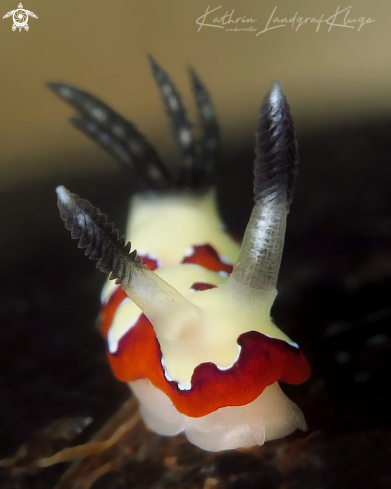 A Goniobranchus fidelis | Faithful Sea Slug