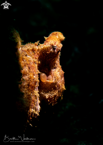 A Algae Octopus