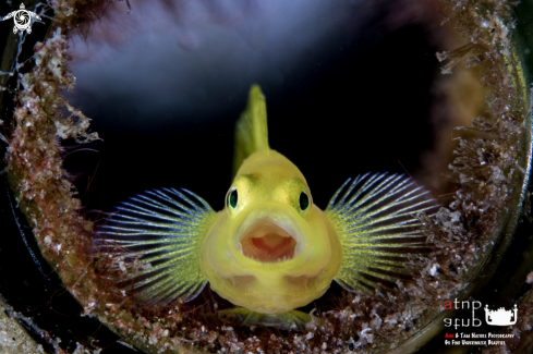 A Yellow Goby