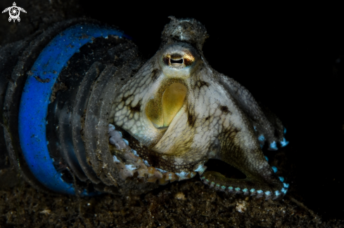 A Coconut octopus