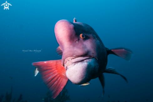 A Asian sheepshead wrasse