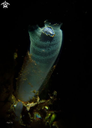 A Nudi