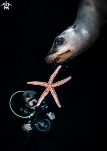 A California Sea Lion