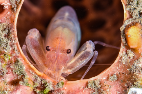 A Tunicate shrimp