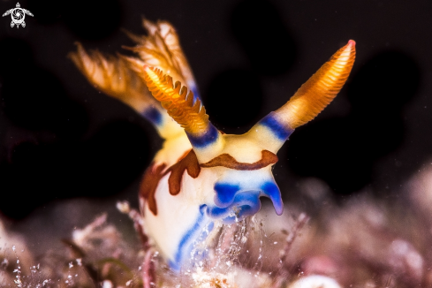 A Nudibranch Nembrotha