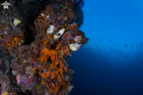 A Colourful corals and blue ocean