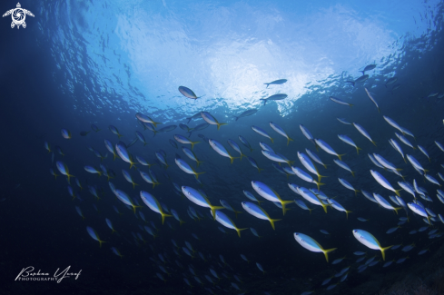 A Yellowtail Fusilier