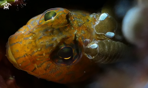 A fish with parazite