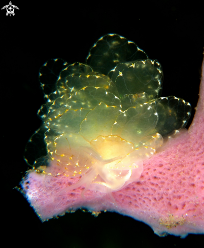 A Nudibranch