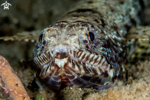 A Lizardfish