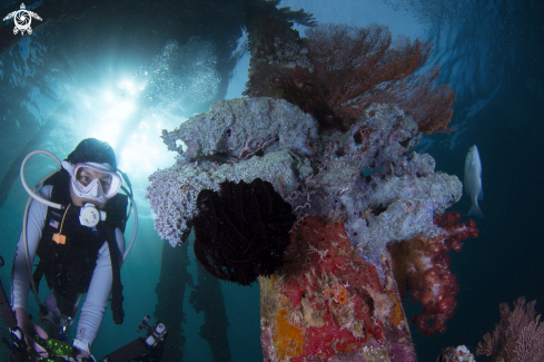 A Corals | Anthozoa of the phylum Cnidaria