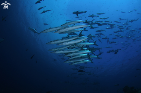 A Barracuda